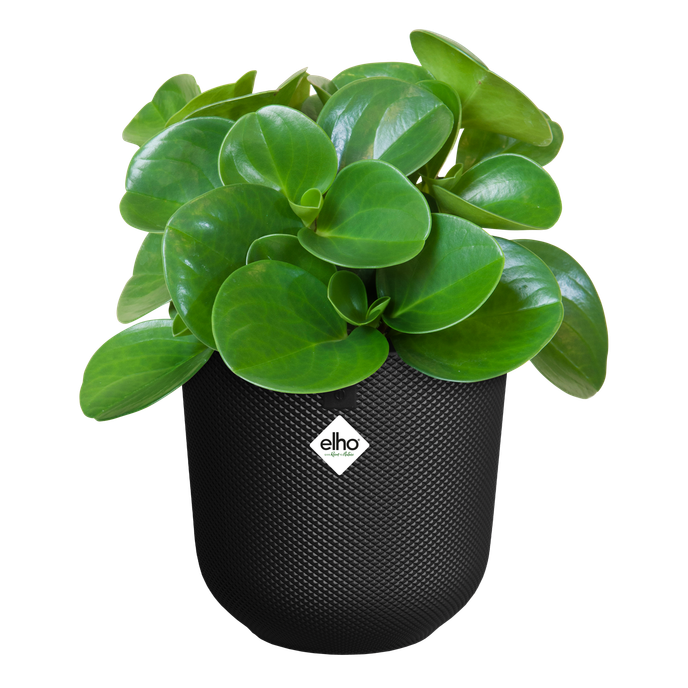 jazz rund 16cm living schwarz